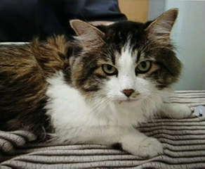 Enlarge Locust, a Adoptable mixed breed in Harpers Ferry, WV image 2/6