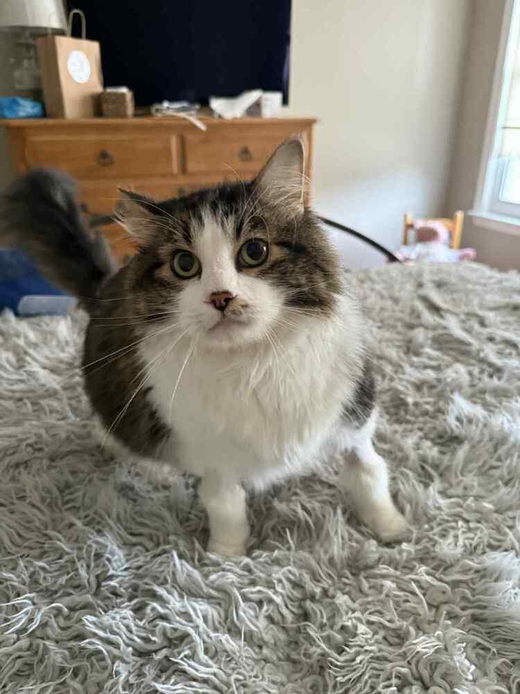 Enlarge Locust, a Adoptable mixed breed in Harpers Ferry, WV image 3/6