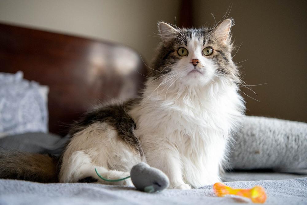 Locust, Adoptable, Adult Male Domestic Long Hair & Tabby.