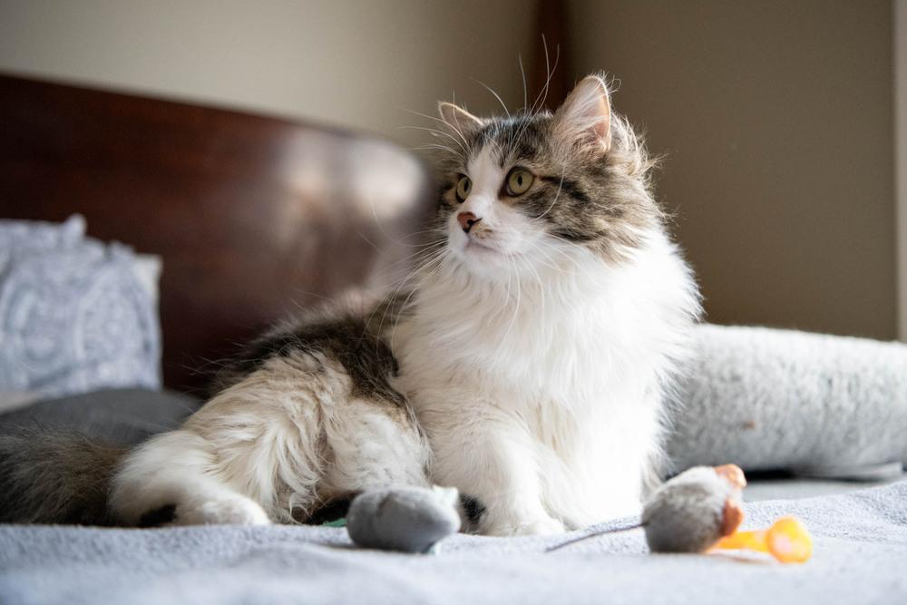 Enlarge Locust, a Adoptable mixed breed in Harpers Ferry, WV image 3/6