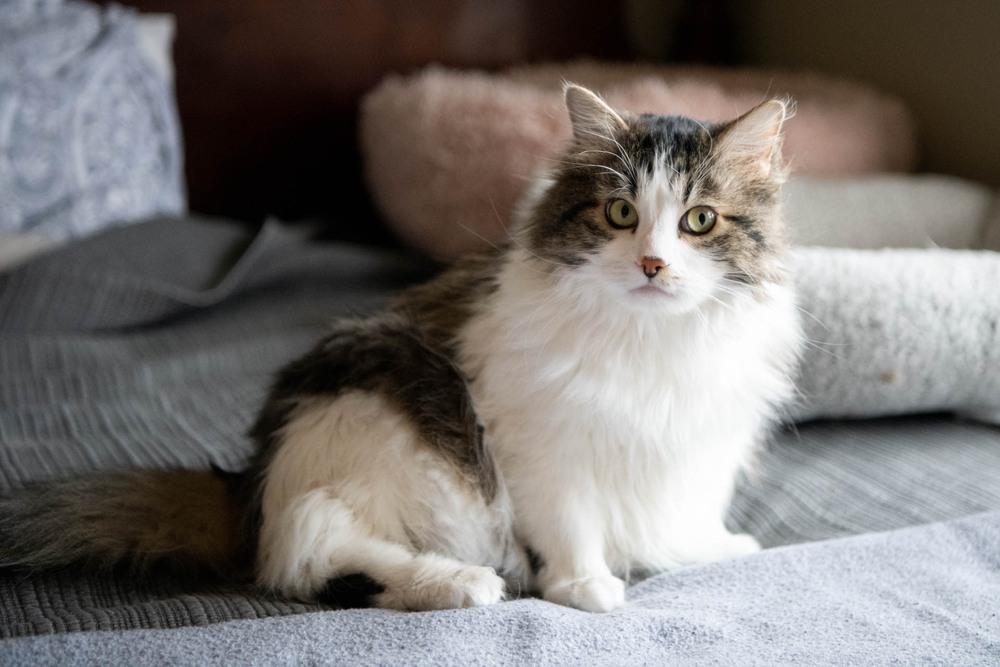 Enlarge Locust, a Adoptable mixed breed in Harpers Ferry, WV image 4/6