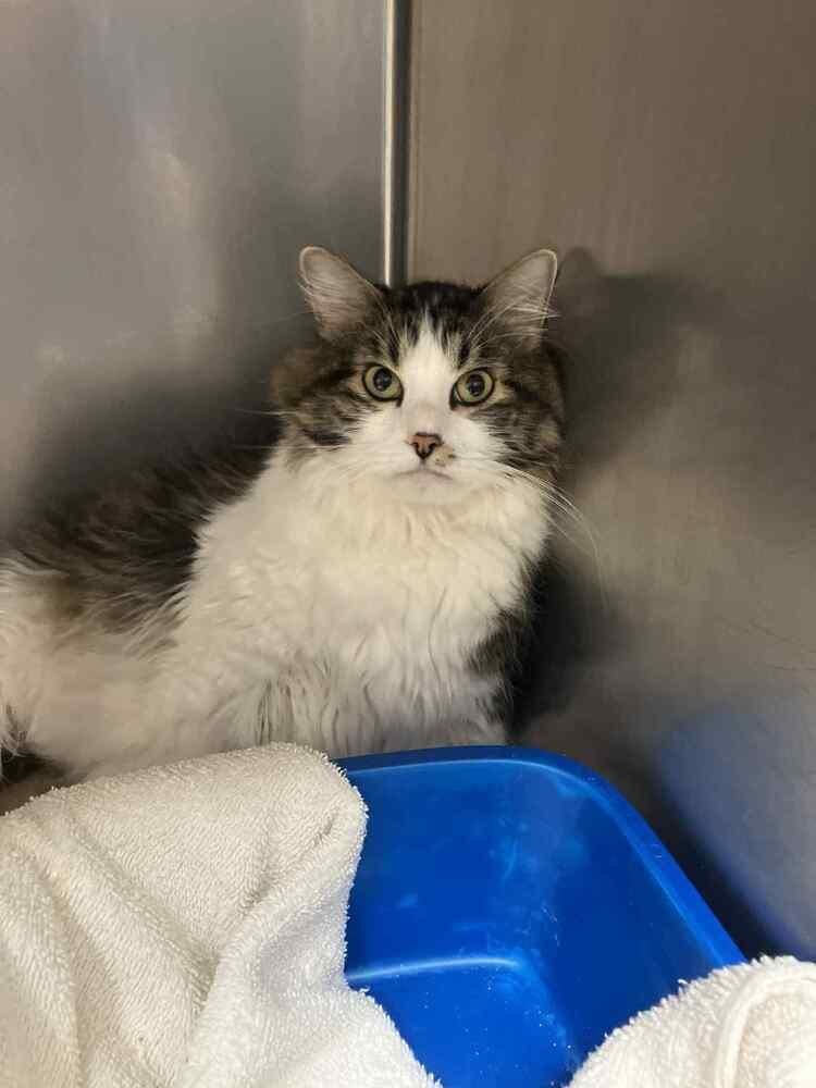 Enlarge Locust, a Adoptable mixed breed in Harpers Ferry, WV image 5/6