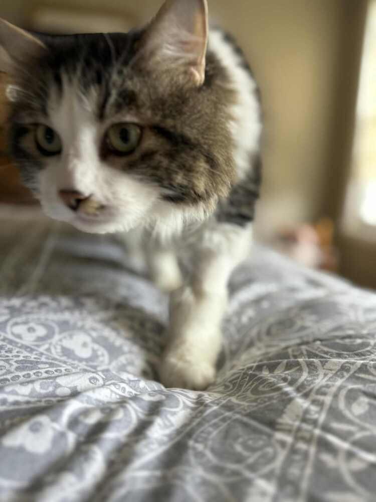 Enlarge Locust, a Adoptable mixed breed in Harpers Ferry, WV image 6/6