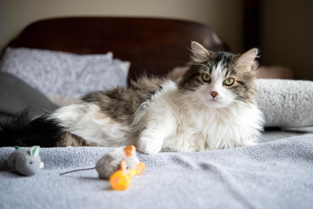 Enlarge Locust, a Adoptable mixed breed in Harpers Ferry, WV image 6/6