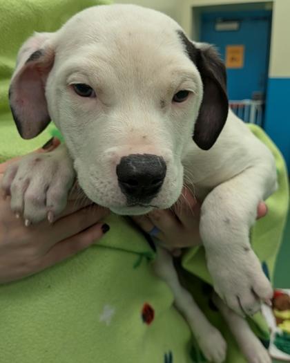 Chris, Adoptable, Puppy Male Pit Bull Terrier & Mixed Breed.