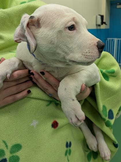 Enlarge Chris, a Adoptable mixed breed in Sterling Heights, MI image 2/2