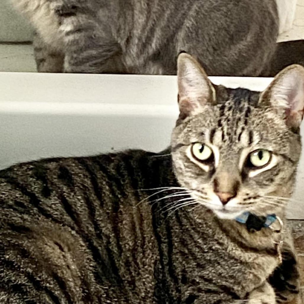 Turf, Adoptable, Adult Male Domestic Short Hair.