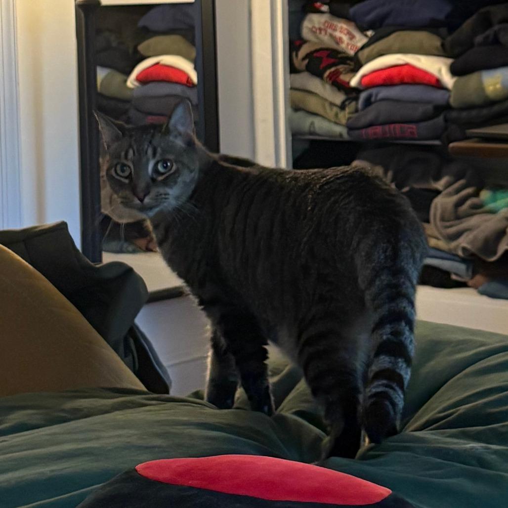 Enlarge Turf, a Adoptable Domestic Short Hair in Philadelphia, PA image 3/6