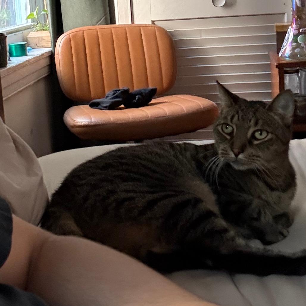 Turf, Adoptable, Adult Male Domestic Short Hair.