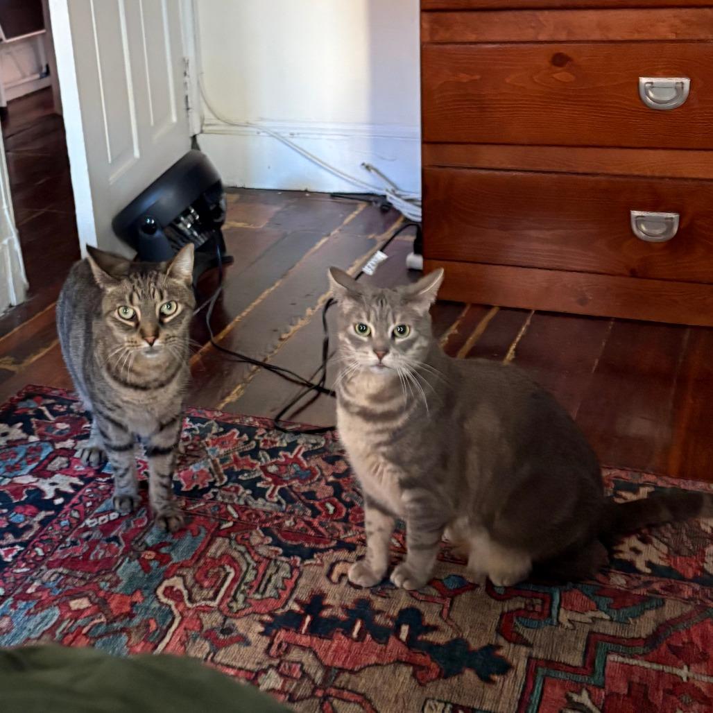 Enlarge Turf, a Adoptable Domestic Short Hair in Philadelphia, PA image 4/6