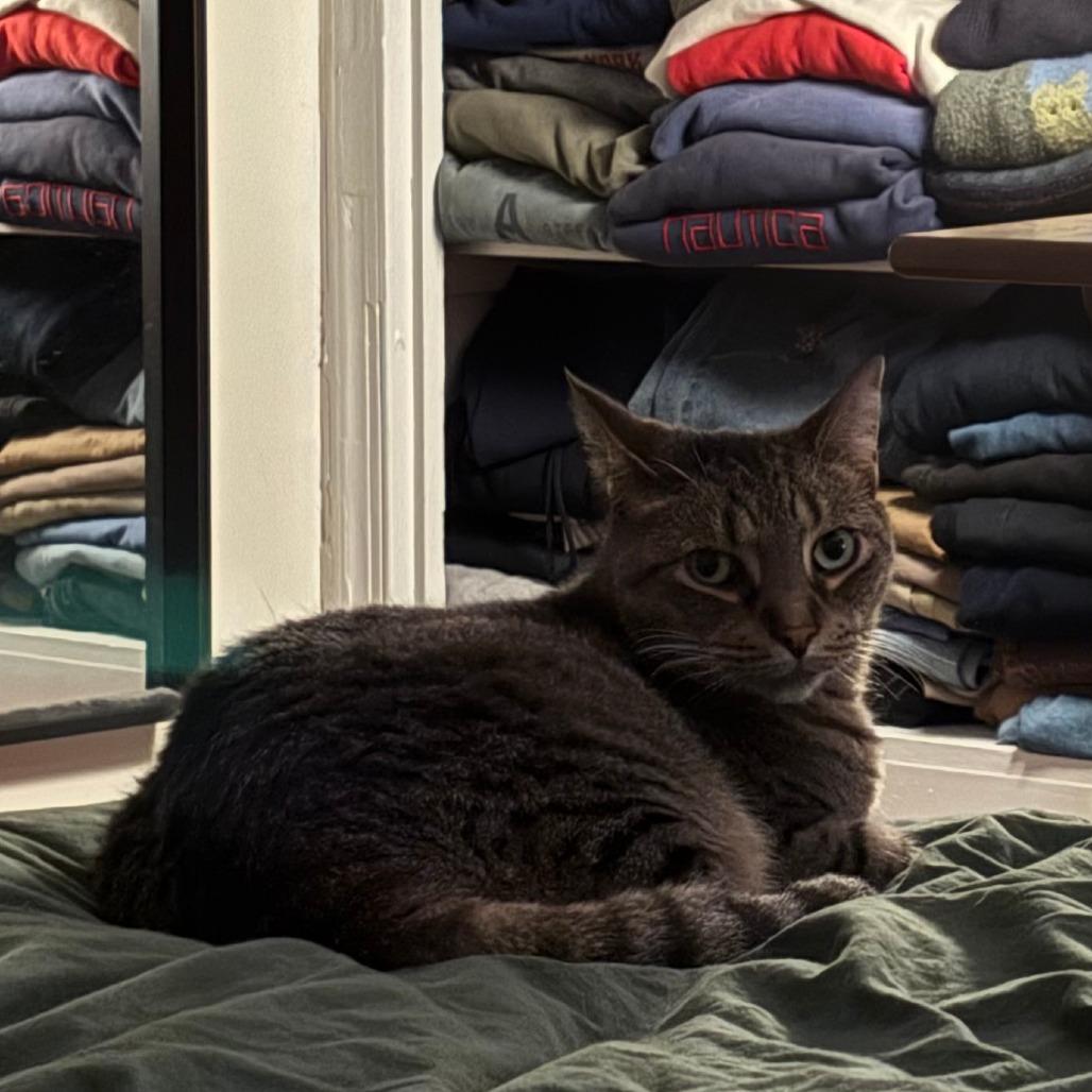 Enlarge Turf, a Adoptable Domestic Short Hair in Philadelphia, PA image 4/6