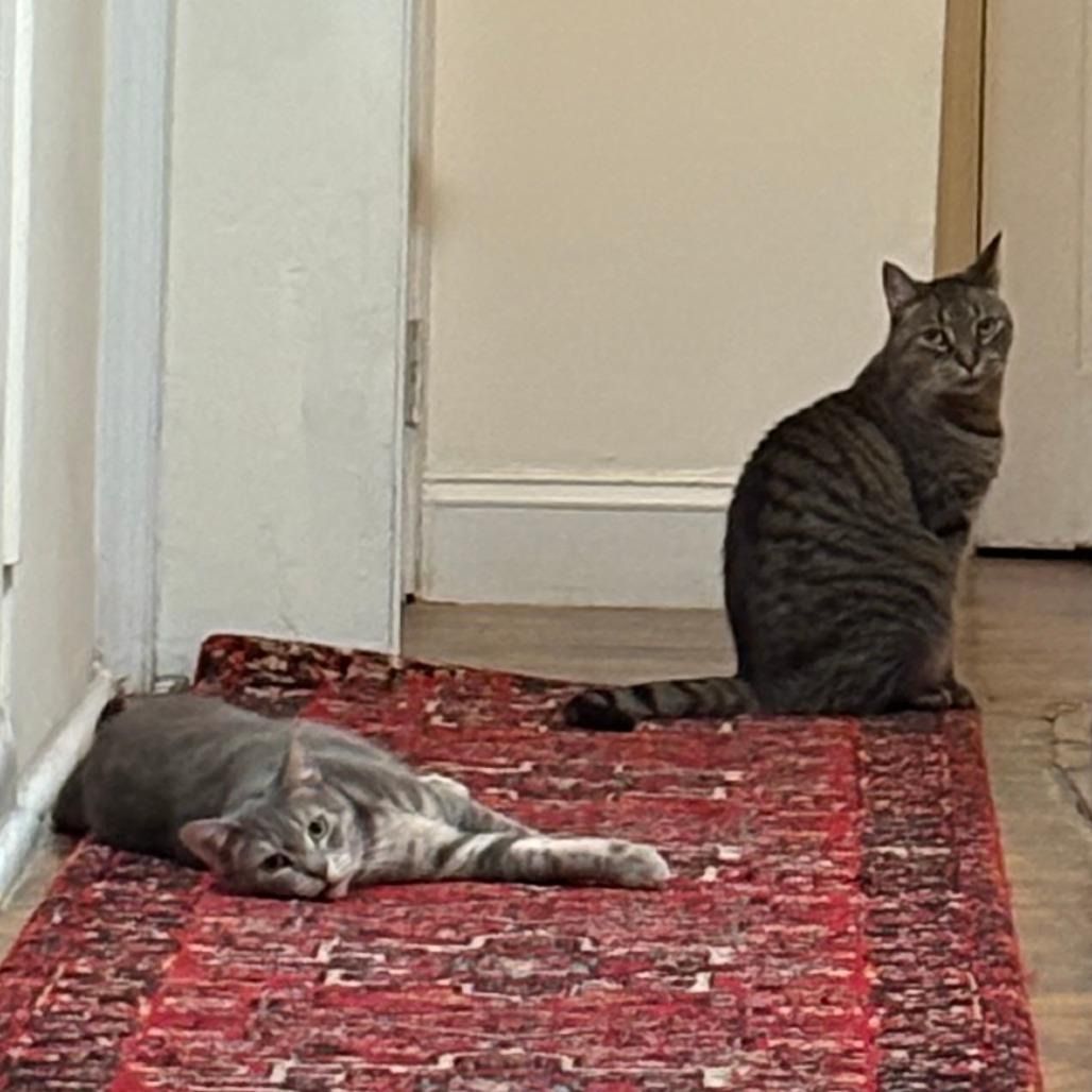 Enlarge Turf, a Adoptable Domestic Short Hair in Philadelphia, PA image 5/6