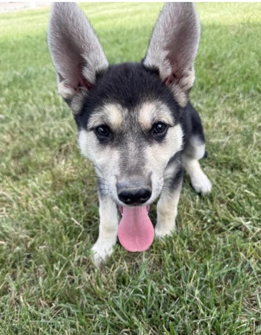 Enlarge Juneau, a ADOPTABLE mixed breed in Davis, CA image 6/6