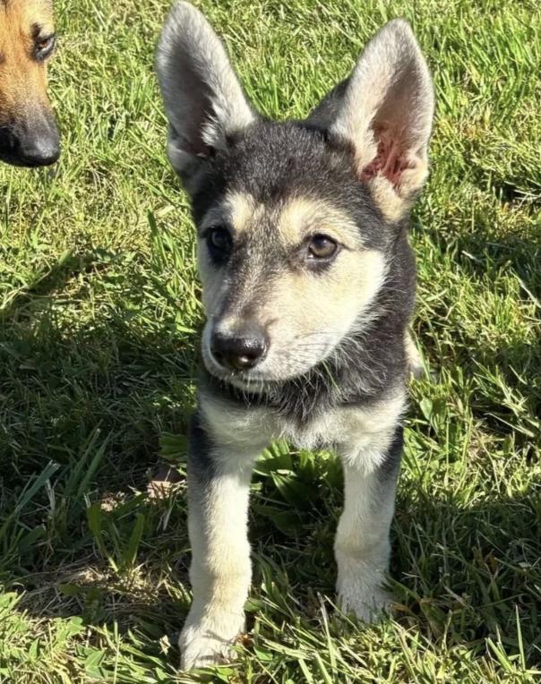Enlarge Juneau, a ADOPTABLE mixed breed in Davis, CA image 1/6