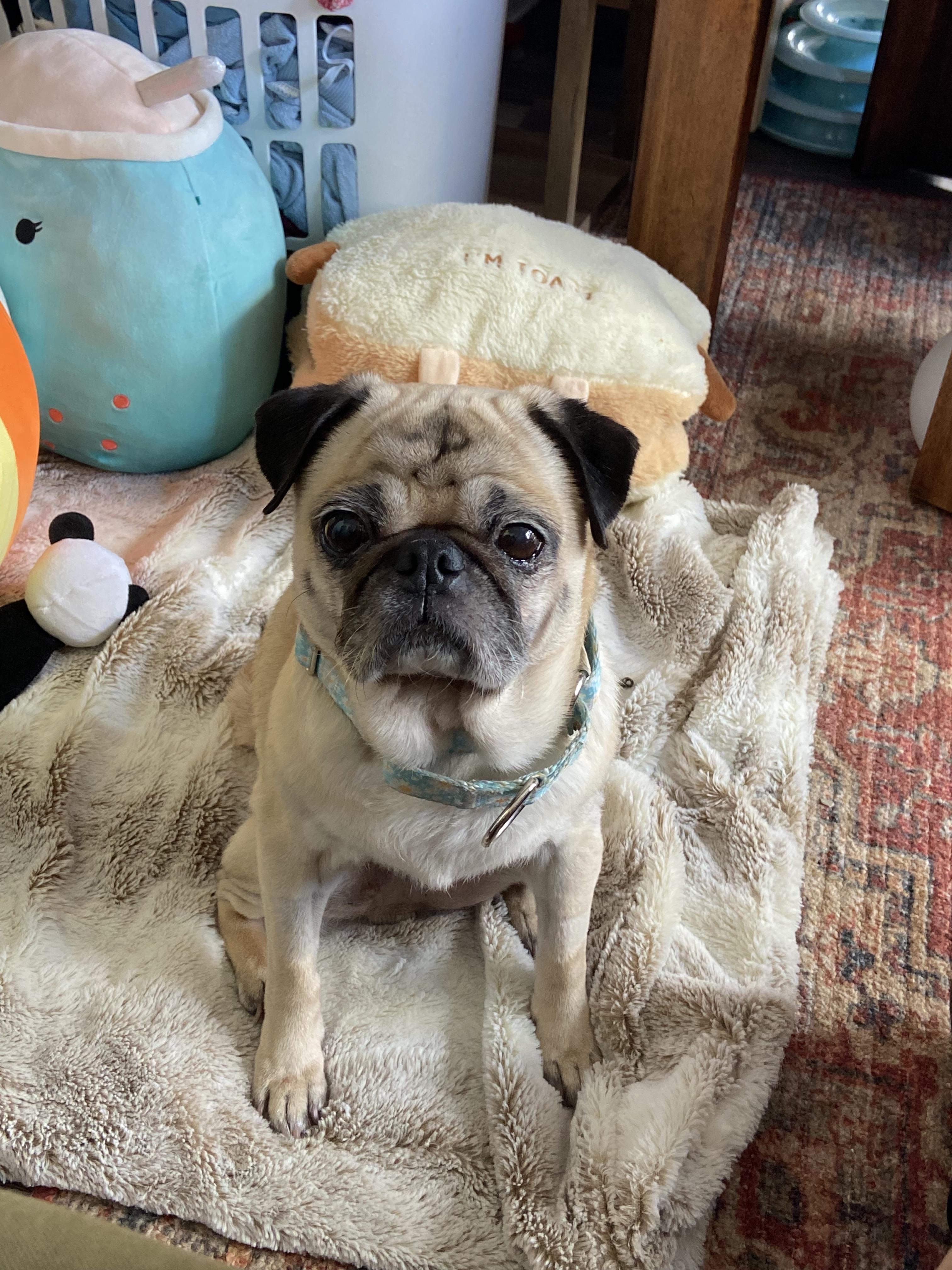 Enlarge Patty, a Adoptable Pug in Tampa, FL image 1/6