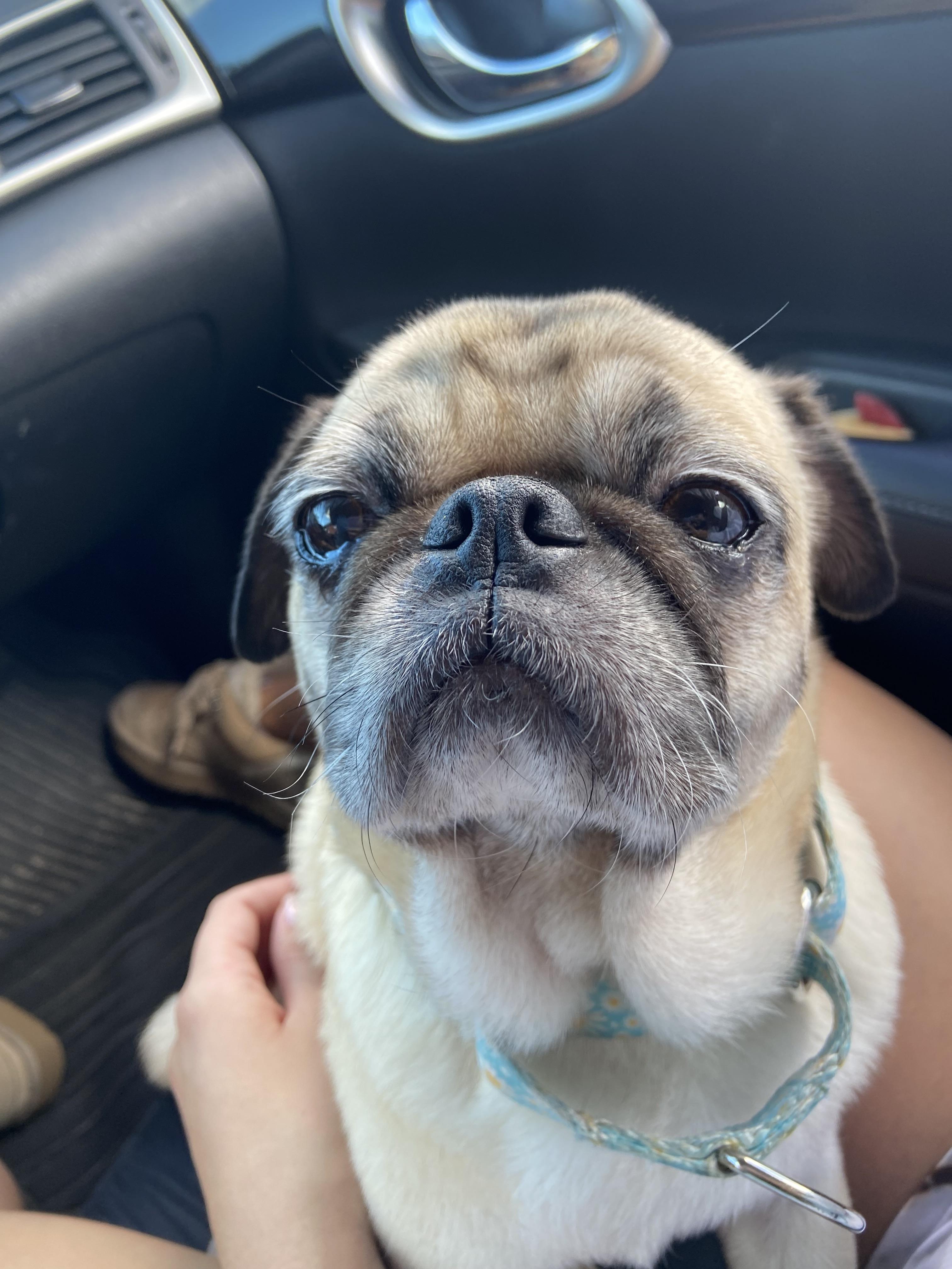Enlarge Patty, a Adoptable Pug in Tampa, FL image 2/6