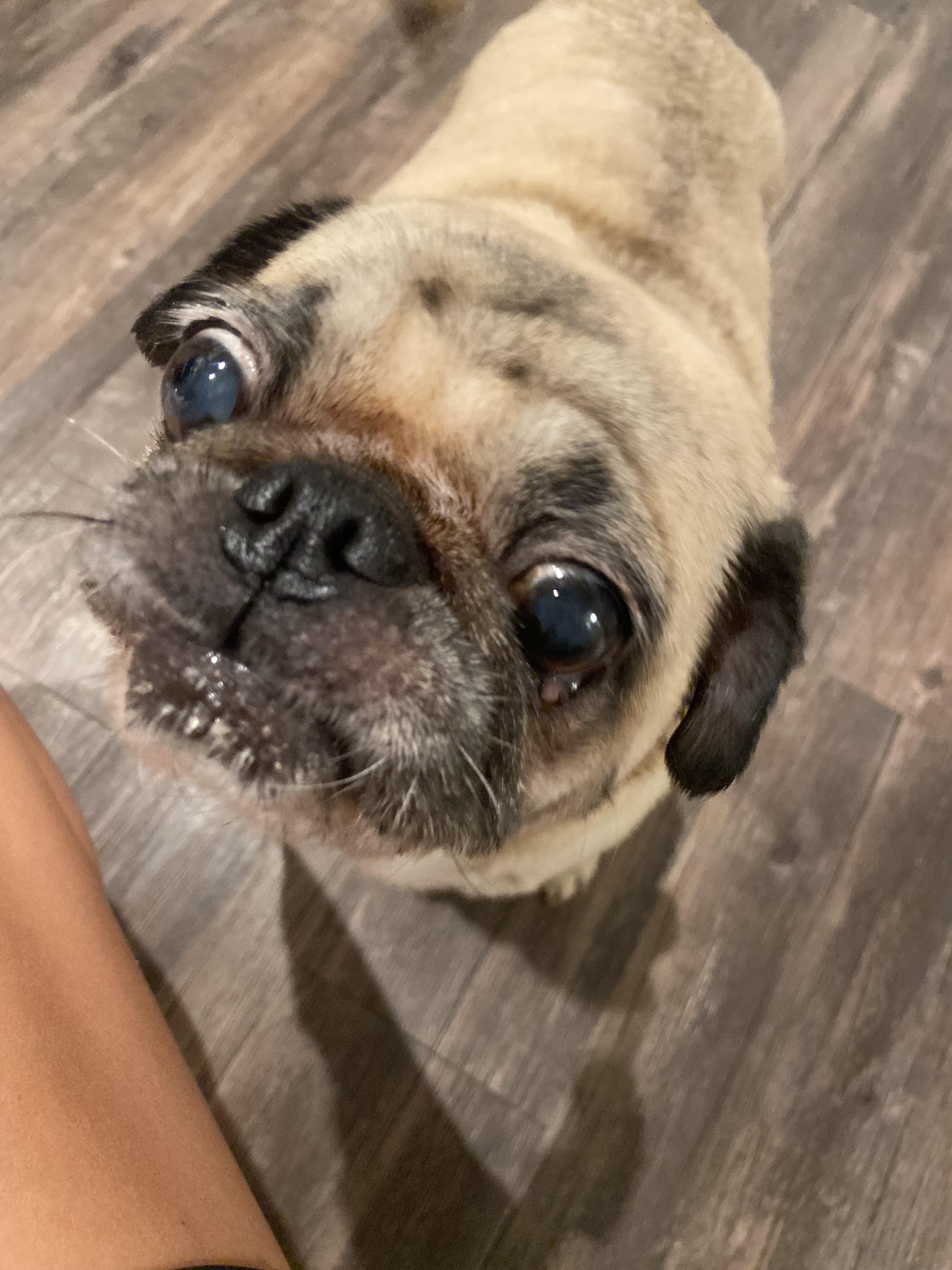 Enlarge Patty, a Adoptable Pug in Tampa, FL image 4/6