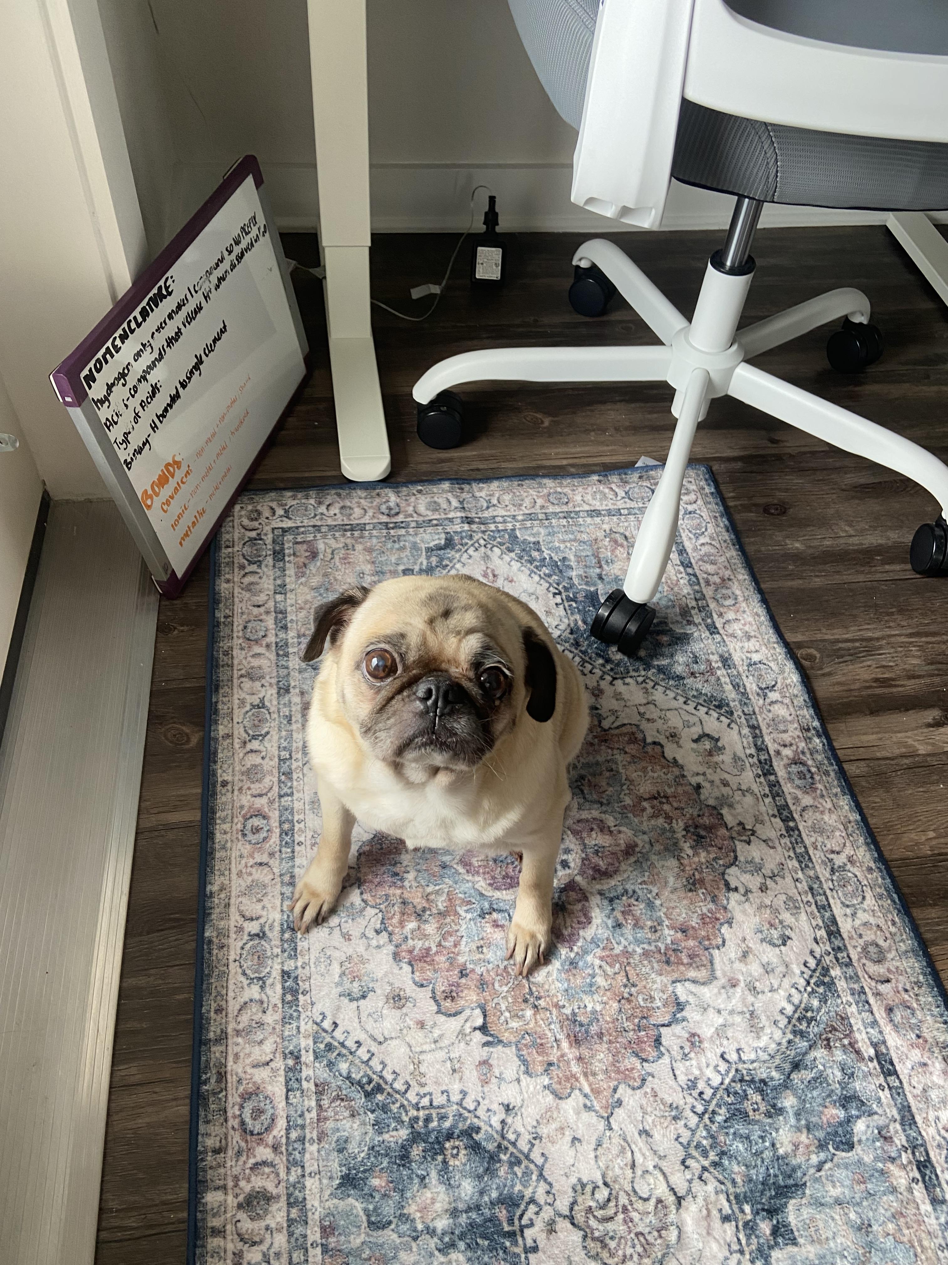 Enlarge Patty, a Adoptable Pug in Tampa, FL image 5/6