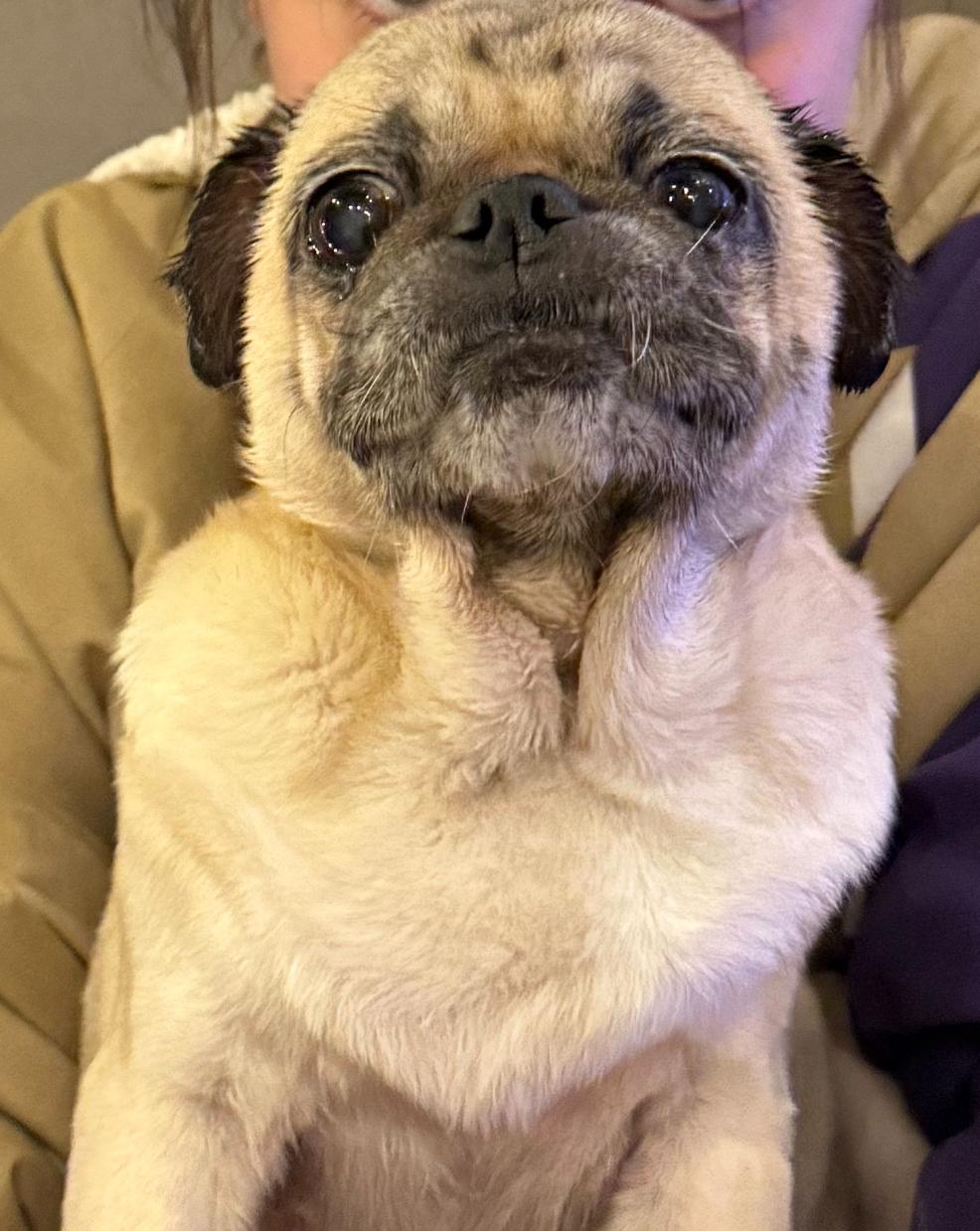 Enlarge Patty, a Adoptable Pug in Tampa, FL image 6/6