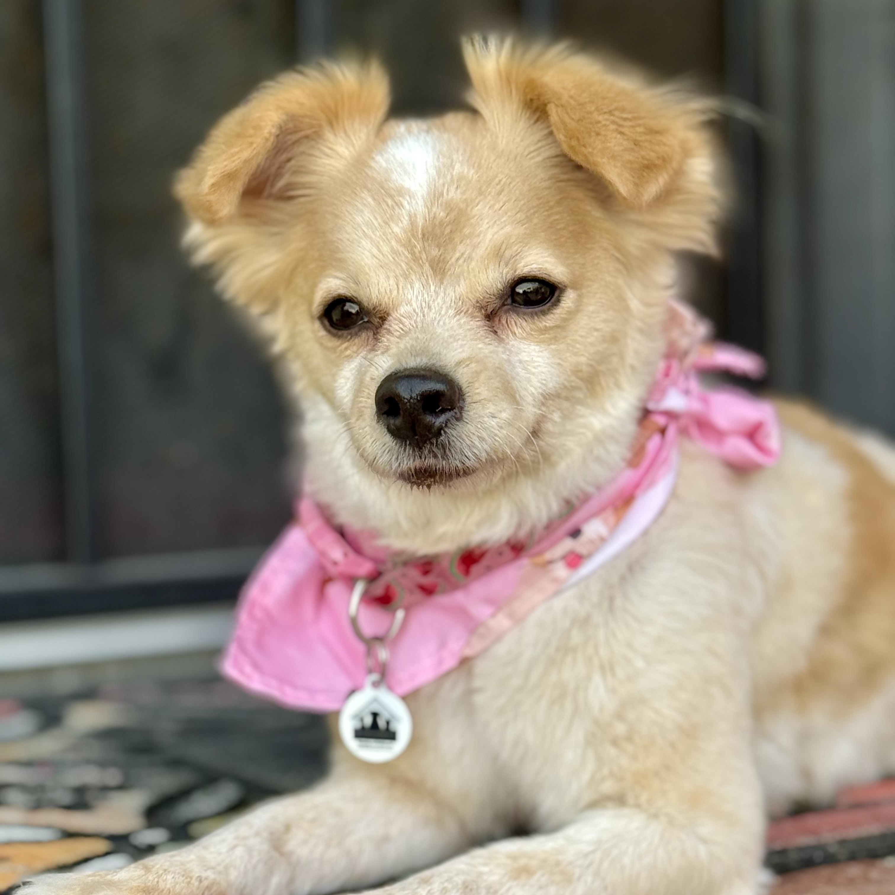 Enlarge Bailey , a ADOPTABLE mixed breed in Santa Monica, CA image 2/6