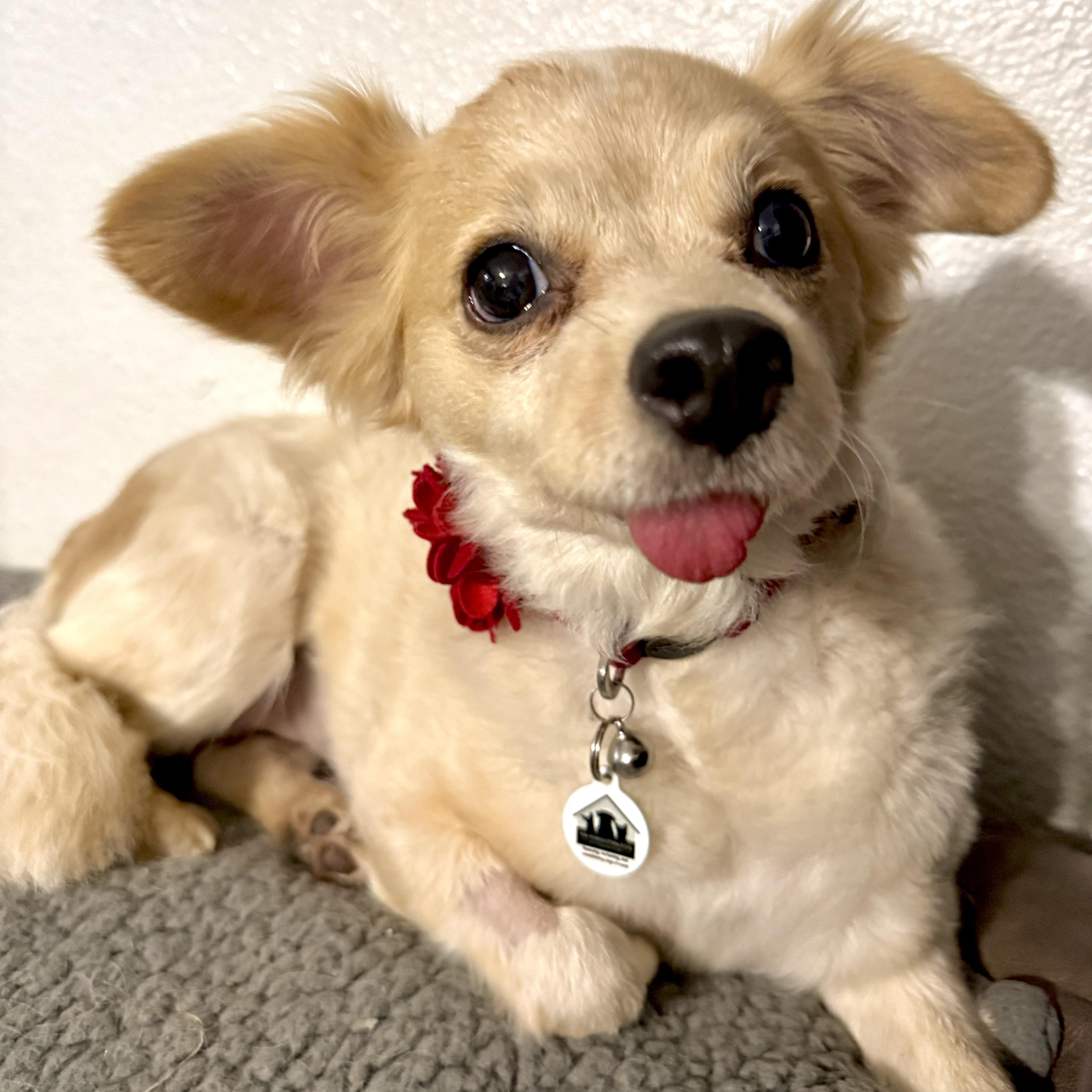 Enlarge Bailey , a ADOPTABLE mixed breed in Santa Monica, CA image 4/6