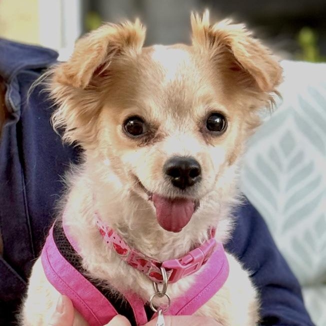 Enlarge Bailey , a ADOPTABLE mixed breed in Santa Monica, CA image 1/6