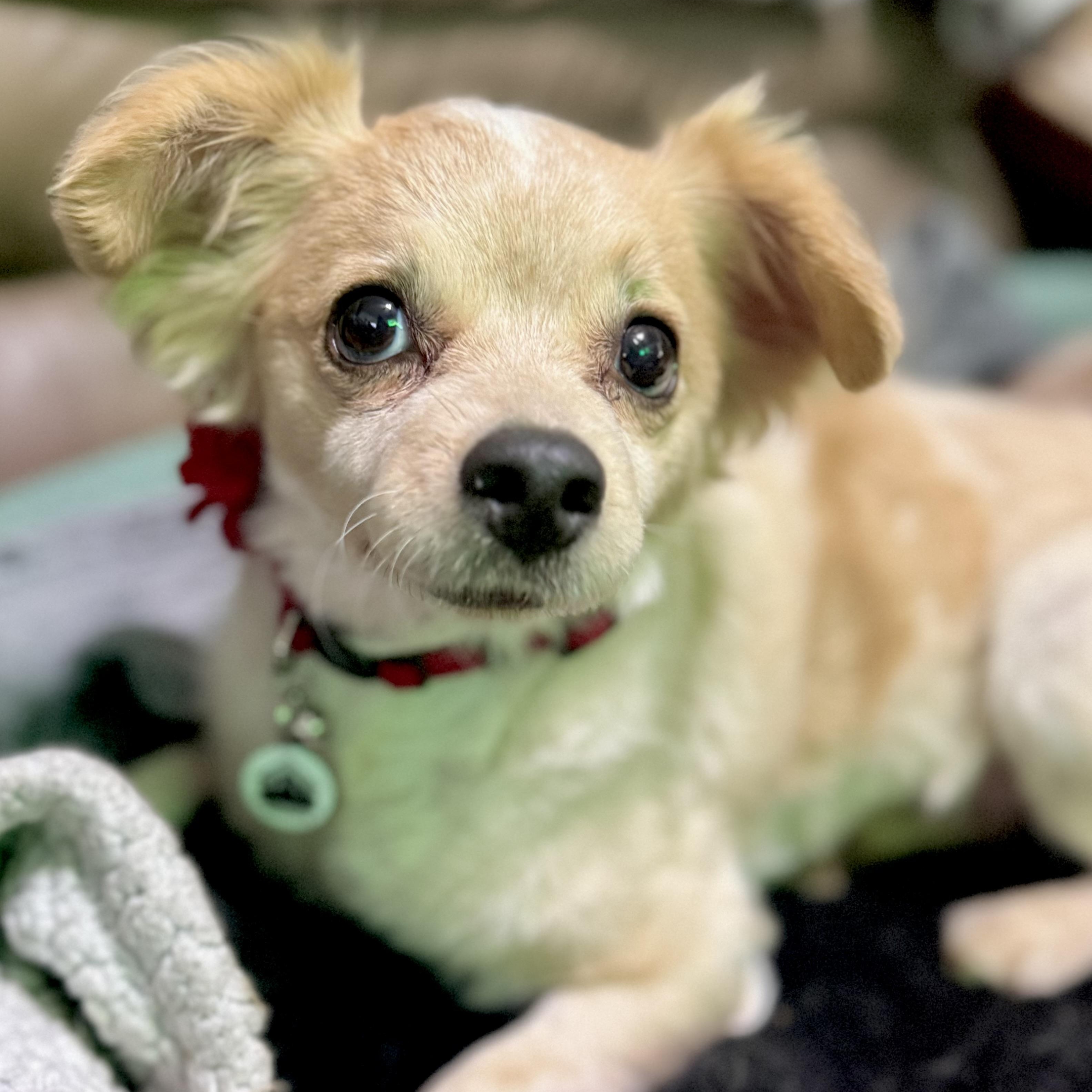 Enlarge Bailey , a ADOPTABLE mixed breed in Santa Monica, CA image 3/6