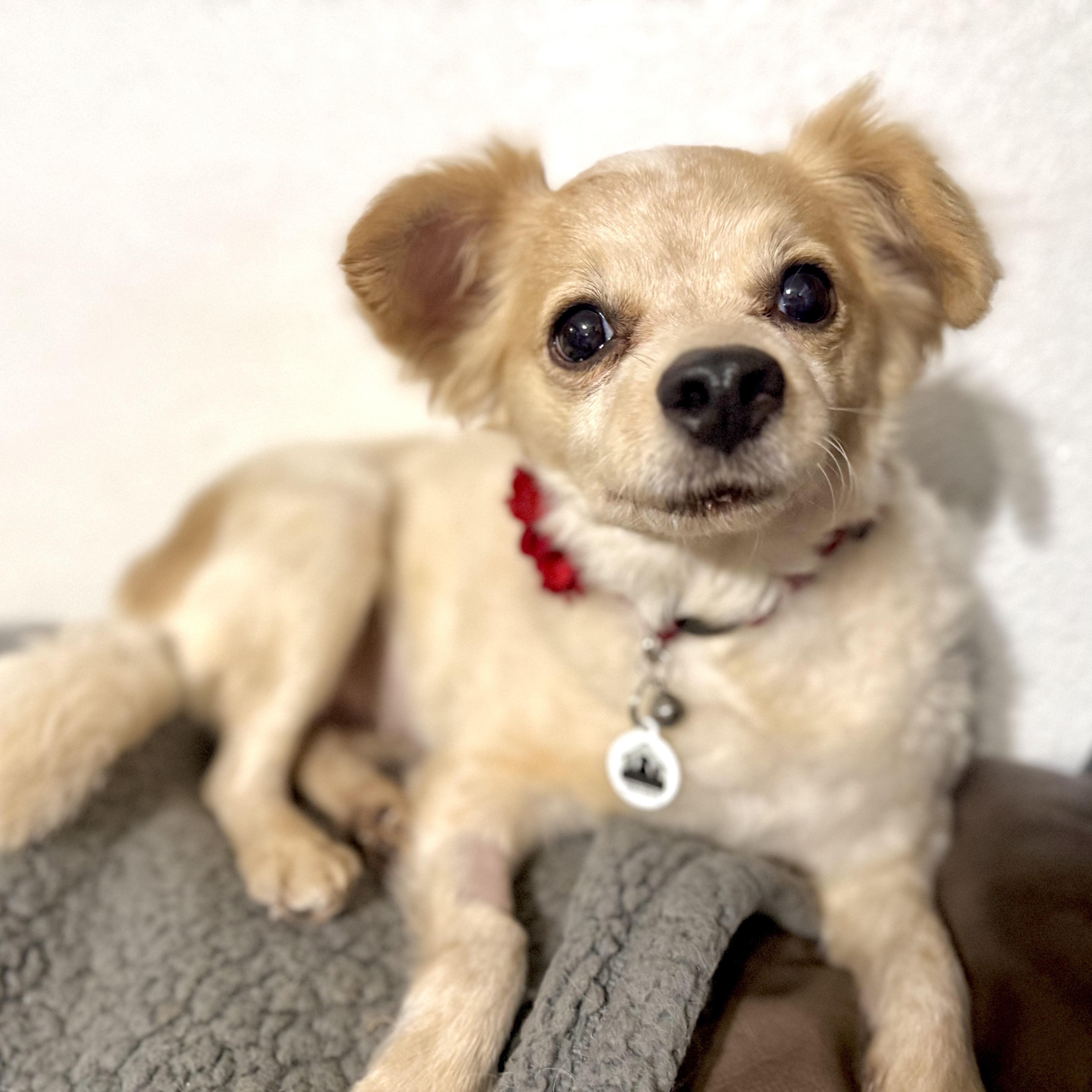 Enlarge Bailey , a ADOPTABLE mixed breed in Santa Monica, CA image 5/6
