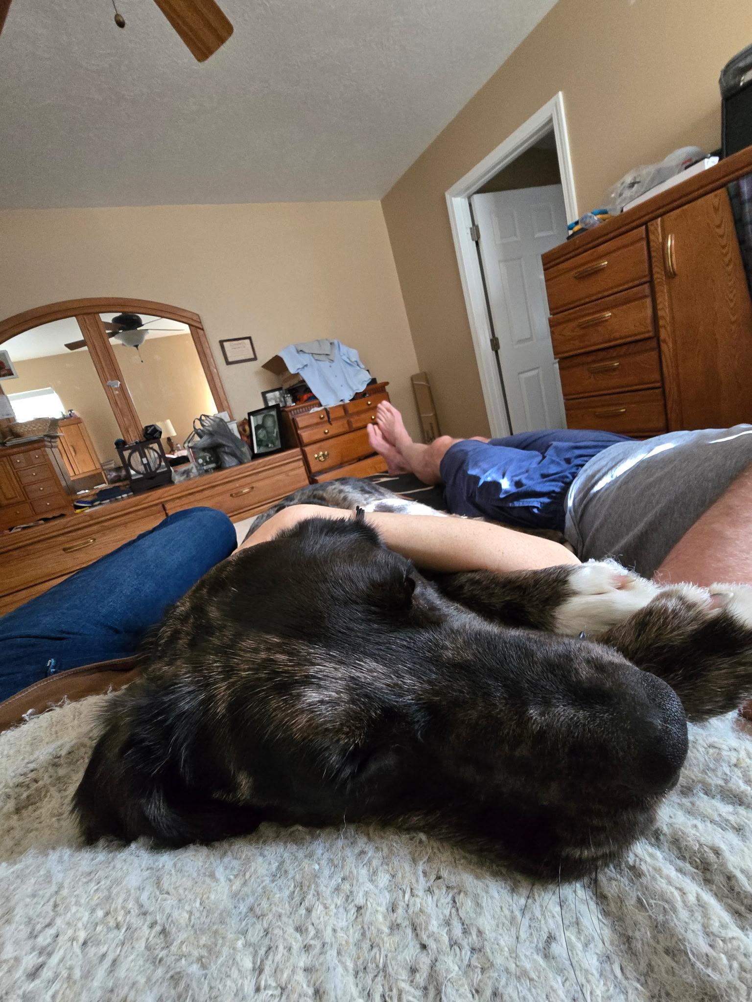 Enlarge Bingo, a Adoptable Catahoula Leopard Dog in Pocatello, ID image 4/6