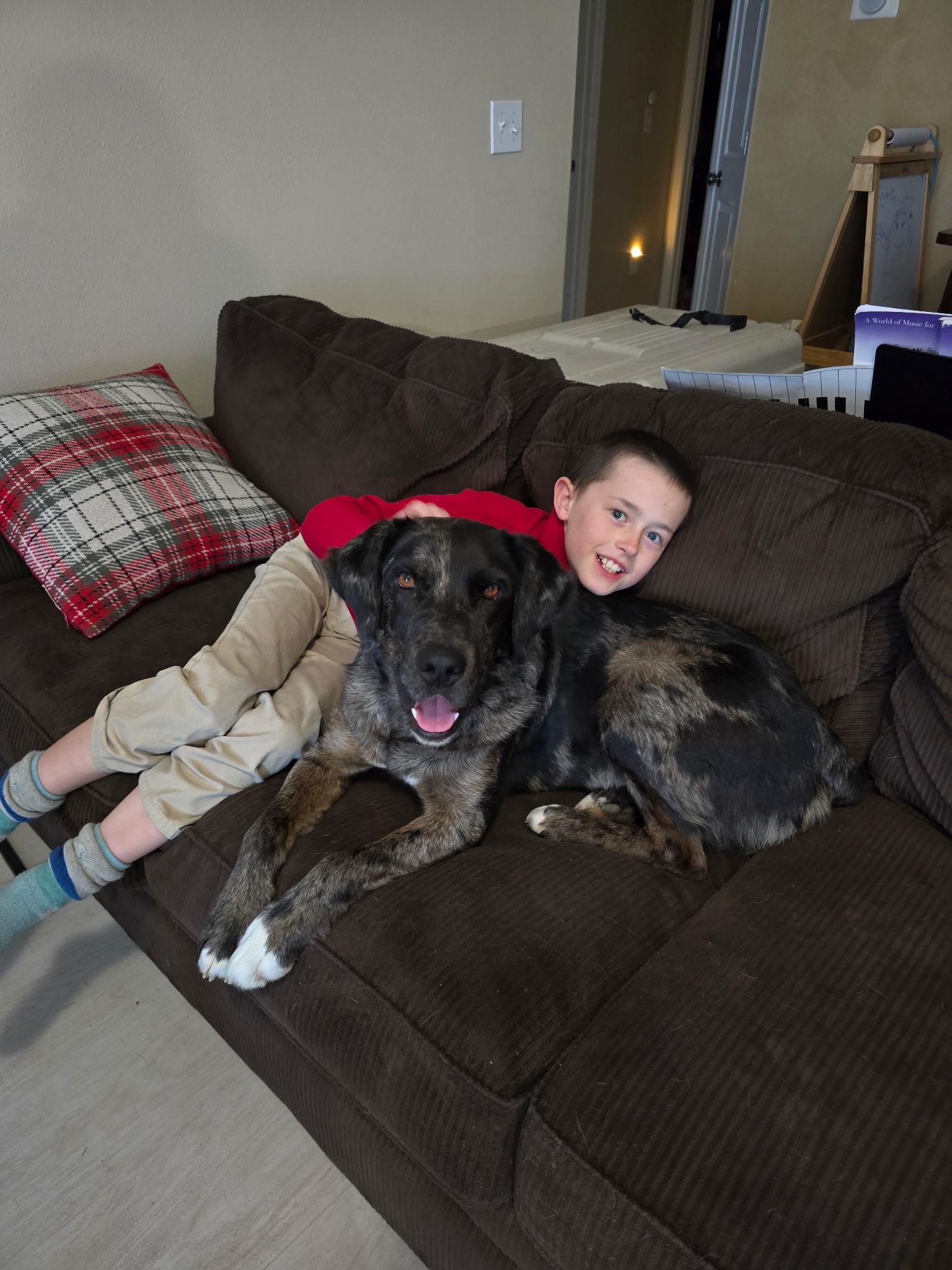 Enlarge Bingo, a Adoptable Catahoula Leopard Dog in Pocatello, ID image 6/6