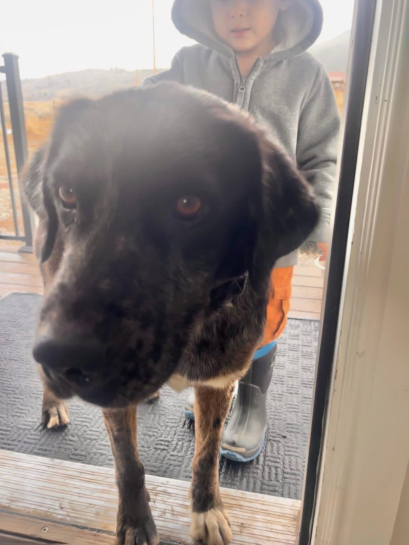 Bingo, Adoptable, Adult Male Catahoula Leopard Dog.