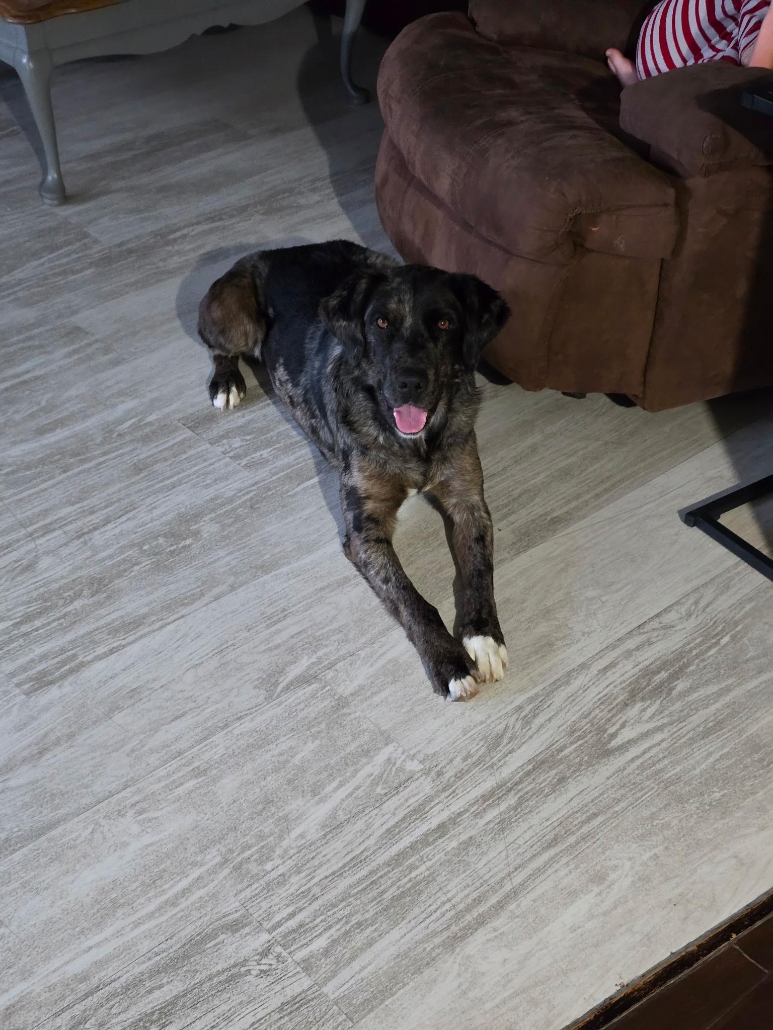 Enlarge Bingo, a Adoptable Catahoula Leopard Dog in Pocatello, ID image 3/6