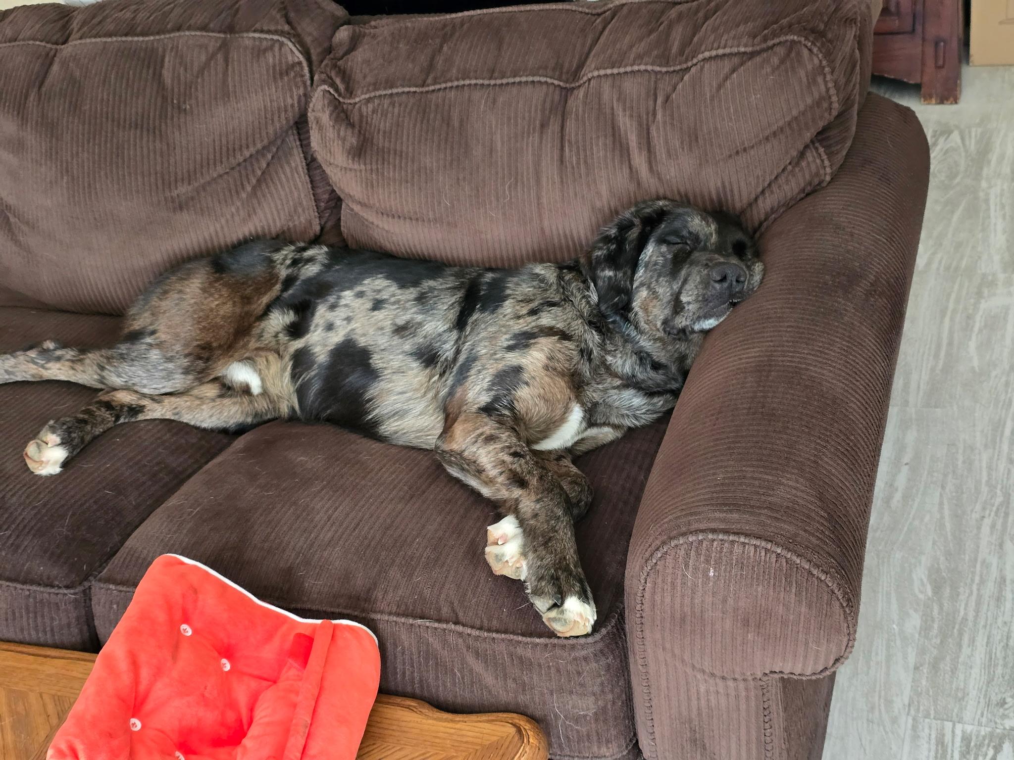 Enlarge Bingo, a Adoptable Catahoula Leopard Dog in Pocatello, ID image 5/6