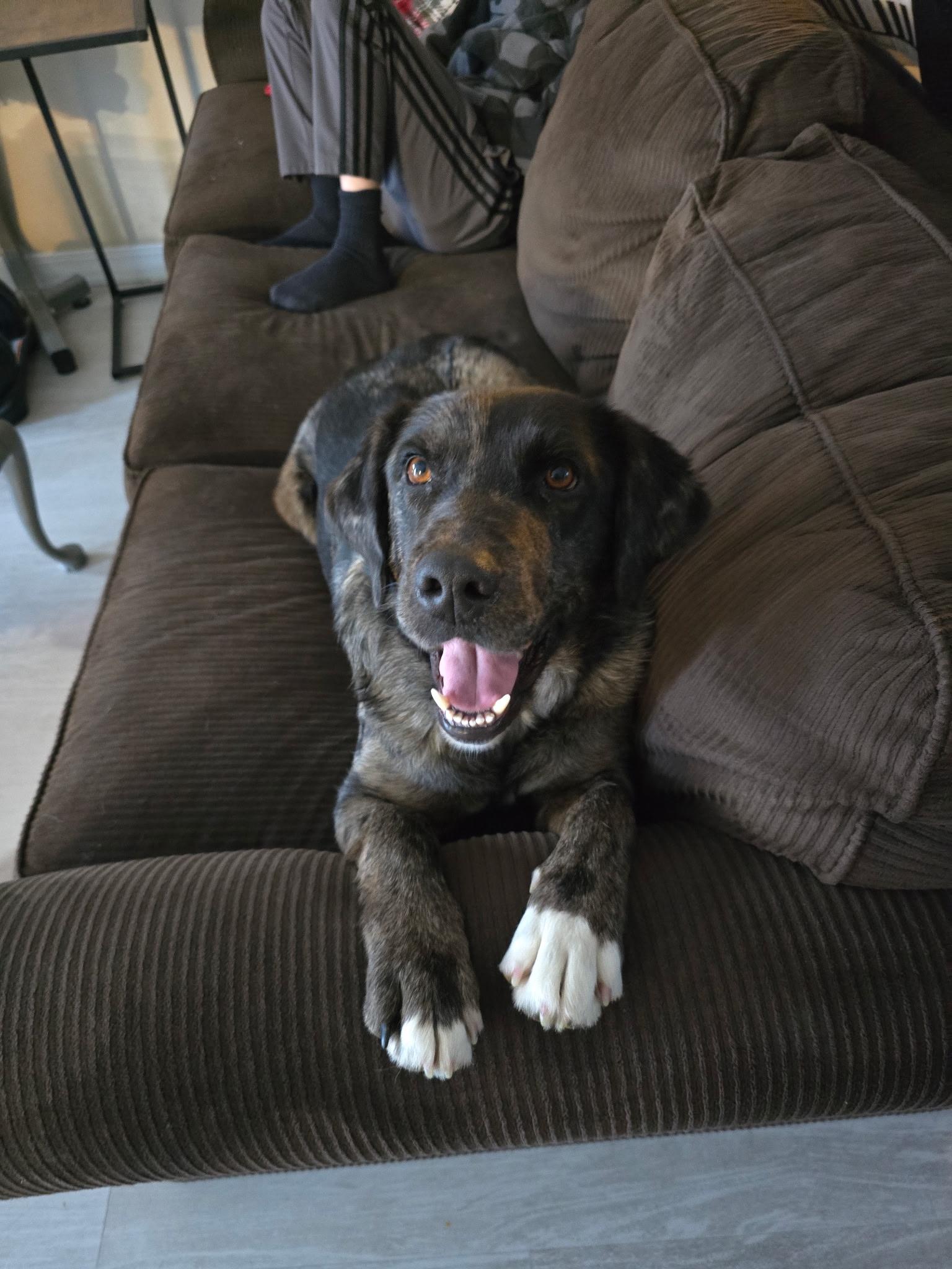 Bingo, Adoptable, Adult Male Catahoula Leopard Dog.