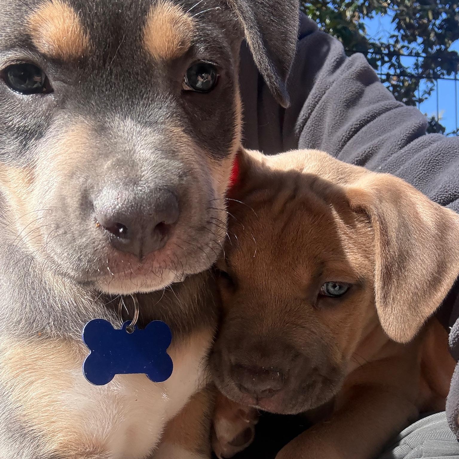 Hank — thumbnail 5