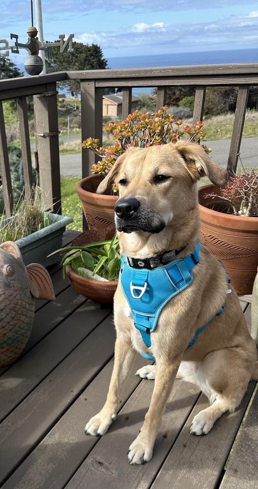 Enlarge Lumos (Lu), a Adoptable mixed breed in Pleasant Hill, CA image 3/5
