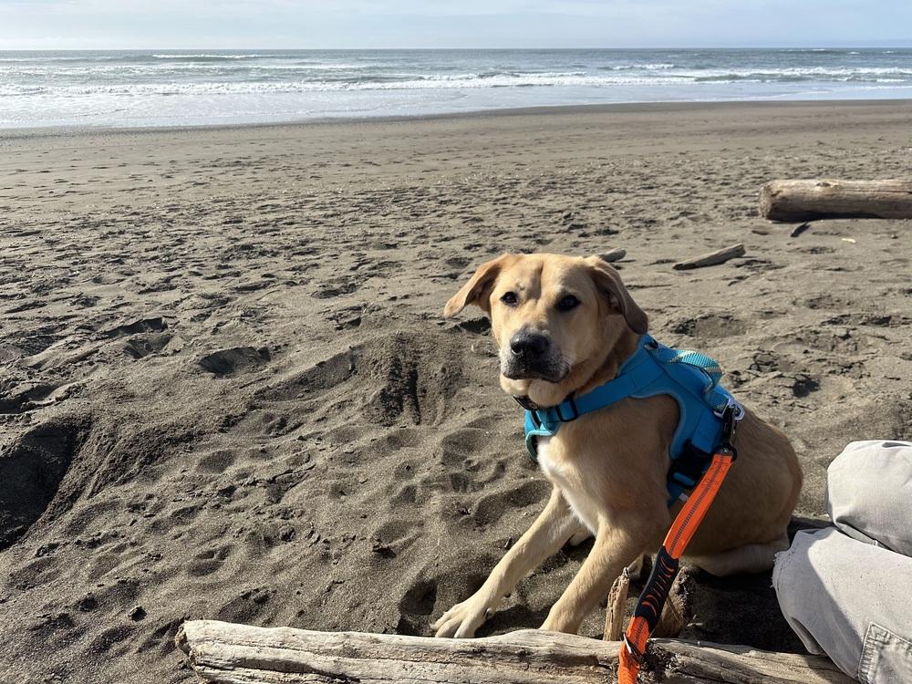 Enlarge Lumos (Lu), a Adoptable mixed breed in Pleasant Hill, CA image 5/5