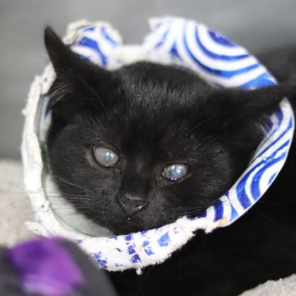 Enlarge Dr. Orchid, a Adoptable Domestic Short Hair in Walla Walla, WA image 1/1