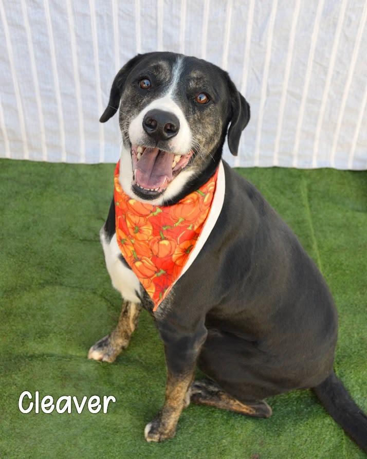 Cleaver, Adoptable, Adult Male Hound.