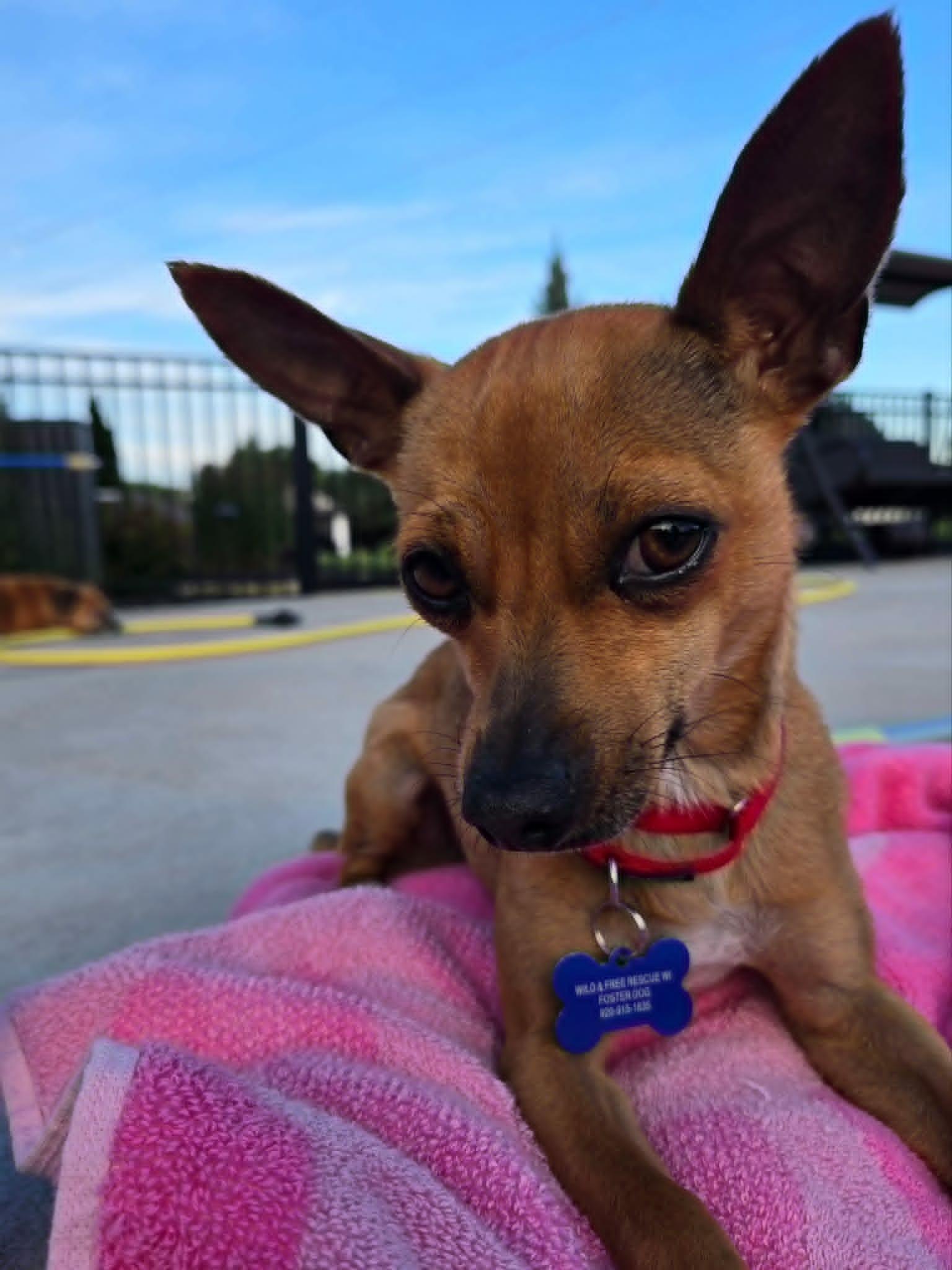 Enlarge Canela, an adoptable mixed breed in De Pere, WI image 3/5