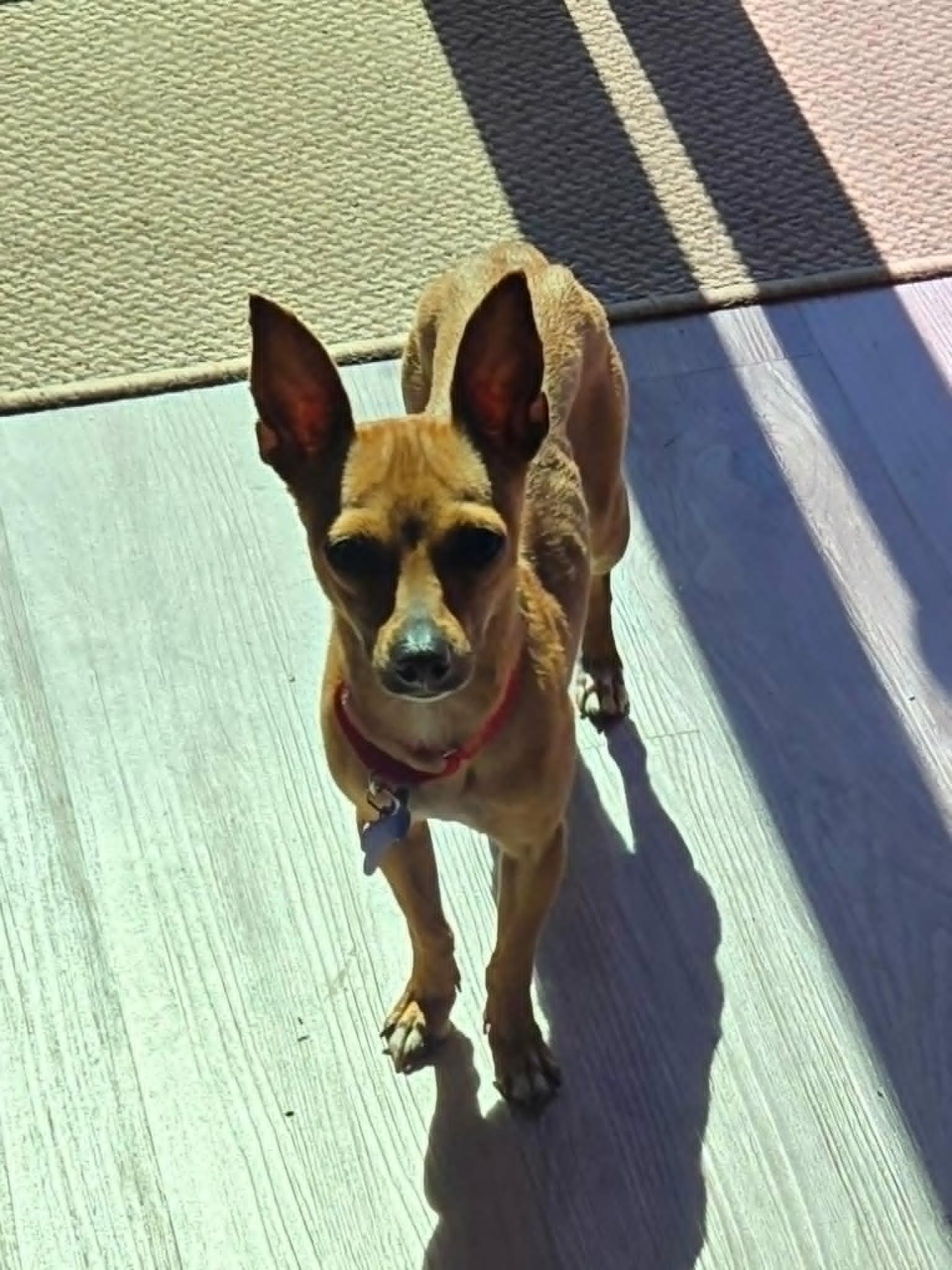 Enlarge Canela, an adoptable mixed breed in De Pere, WI image 5/5
