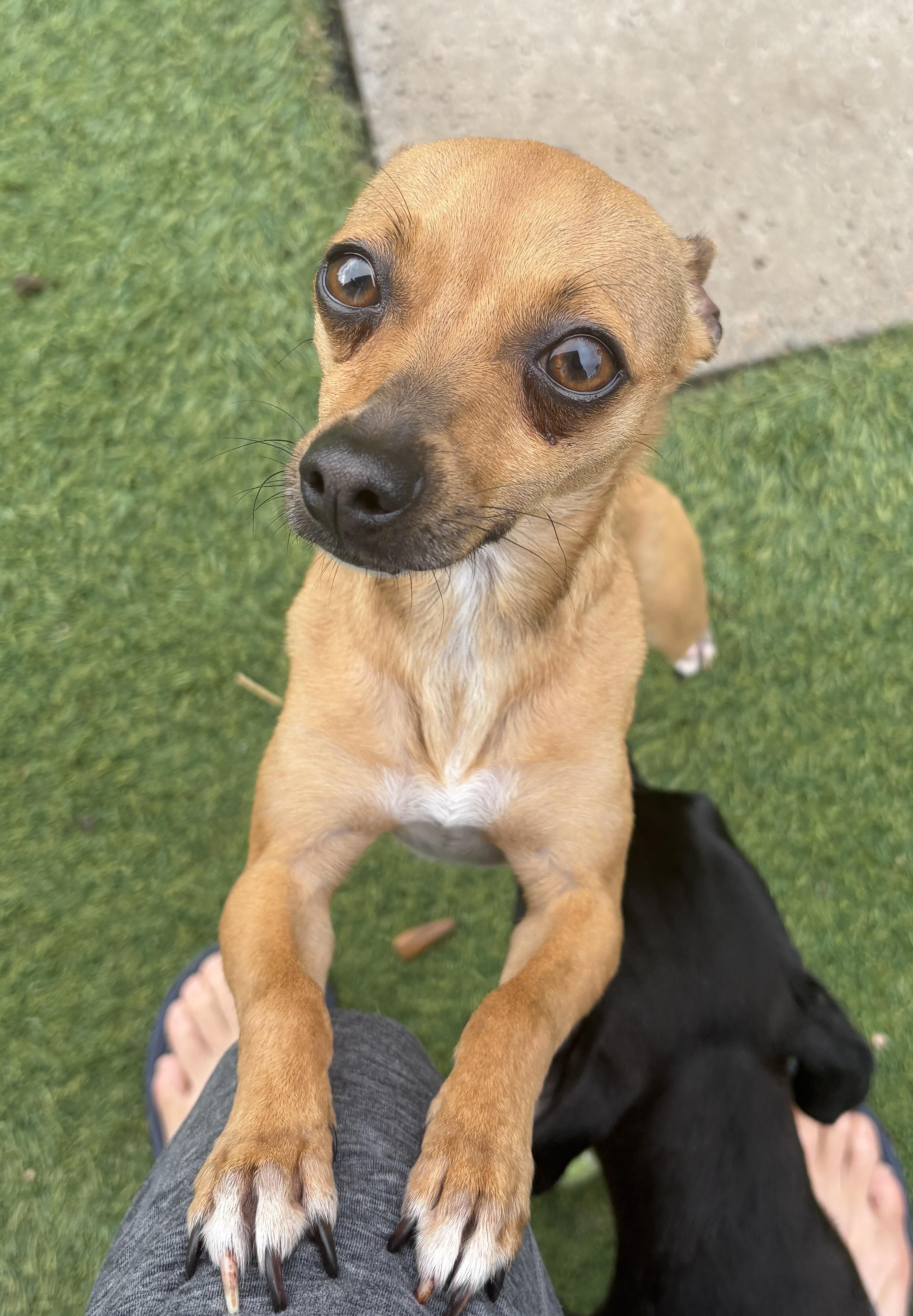 Enlarge Canela, an adoptable mixed breed in De Pere, WI image 4/5