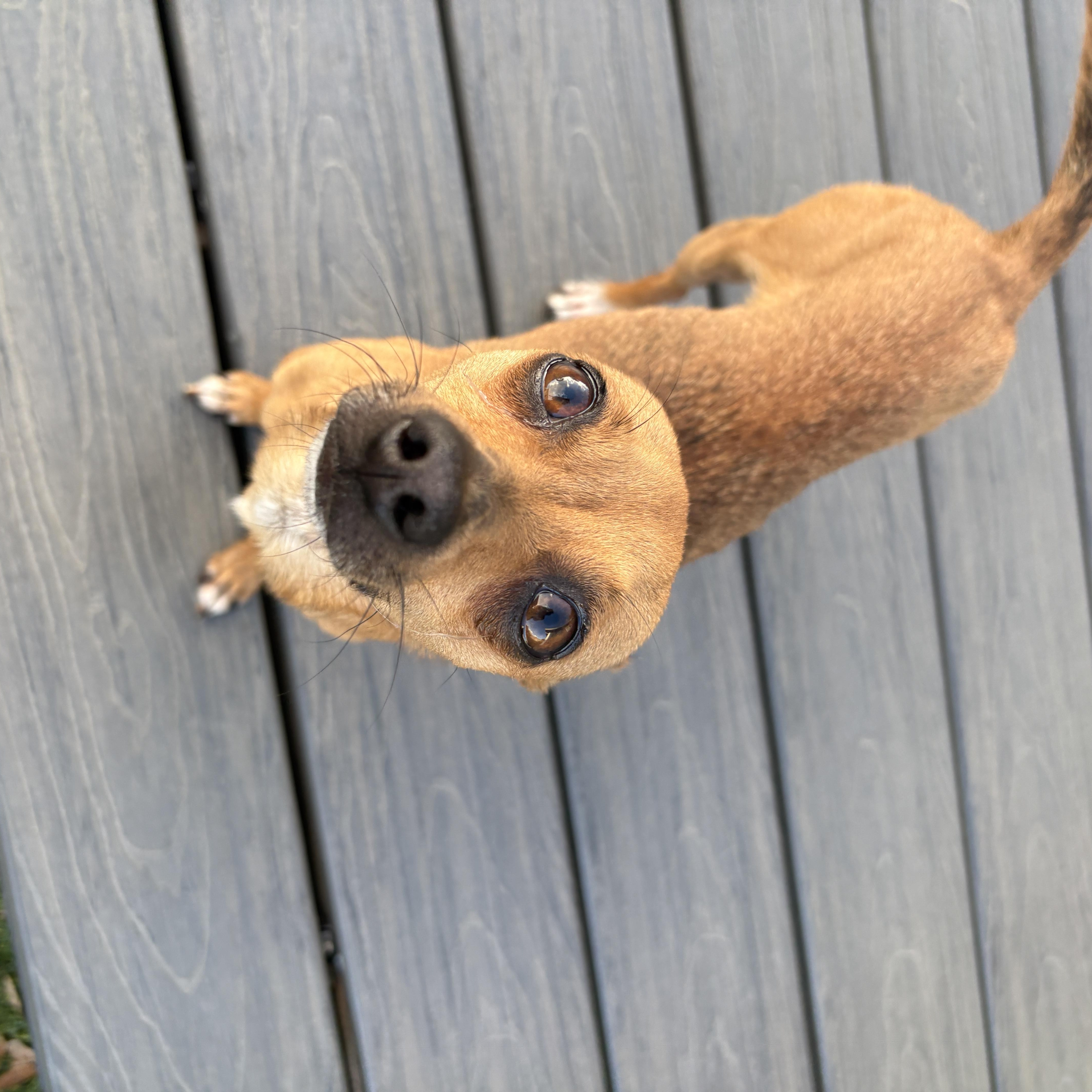 Enlarge Canela, an adoptable mixed breed in De Pere, WI image 2/5