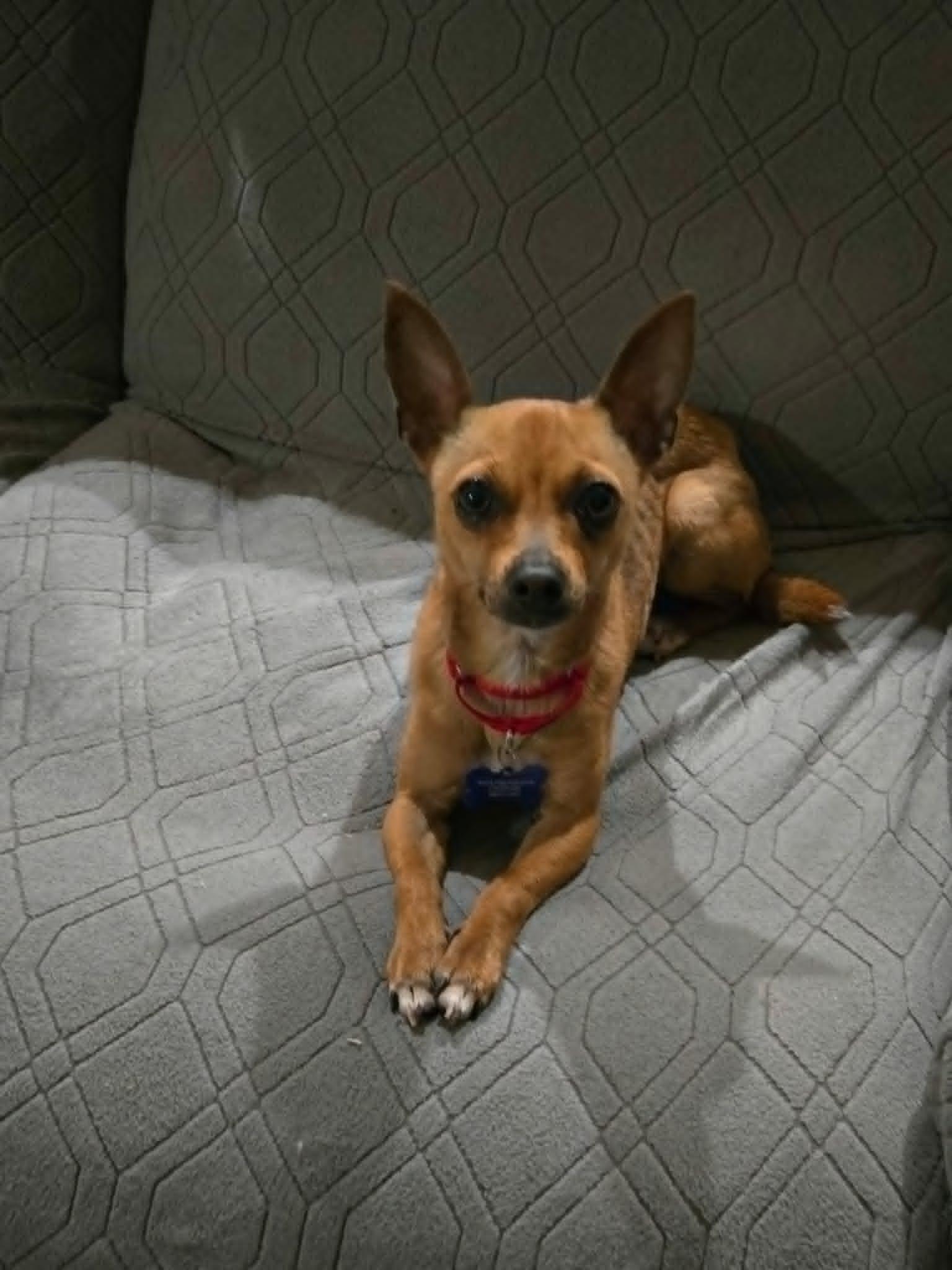 Canela, adoptable, Adult Female Chihuahua.