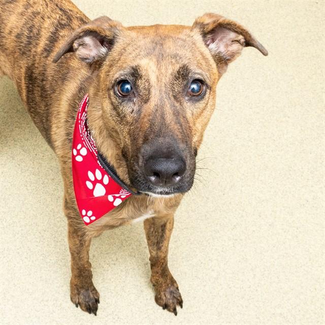 PEREGRINE, Adoptable, Young Female Labrador Retriever & Plott Hound.