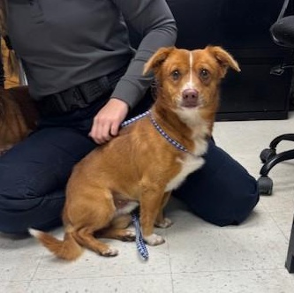 Enlarge Bingo, a Adoptable Pembroke Welsh Corgi in Oakdale, CA image 1/1
