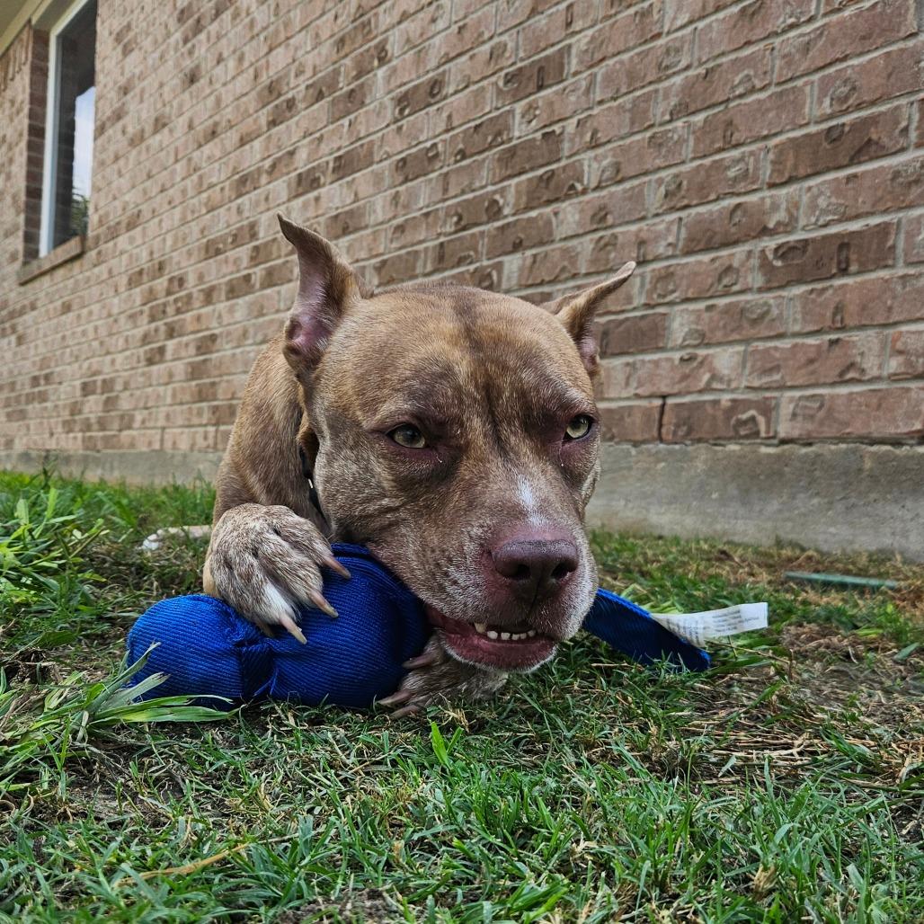 Reba, Adoptable, Adult Female Pit Bull Terrier.