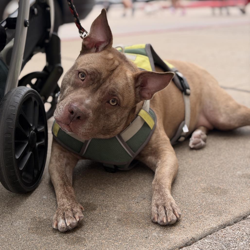 Enlarge Reba, a Adoptable Pit Bull Terrier in Farmington, UT image 2/6