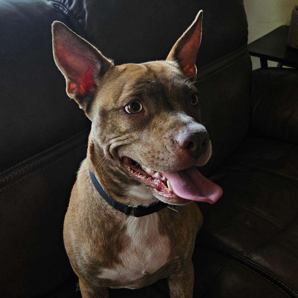 Enlarge Reba, a Adoptable Pit Bull Terrier in Farmington, UT image 5/6