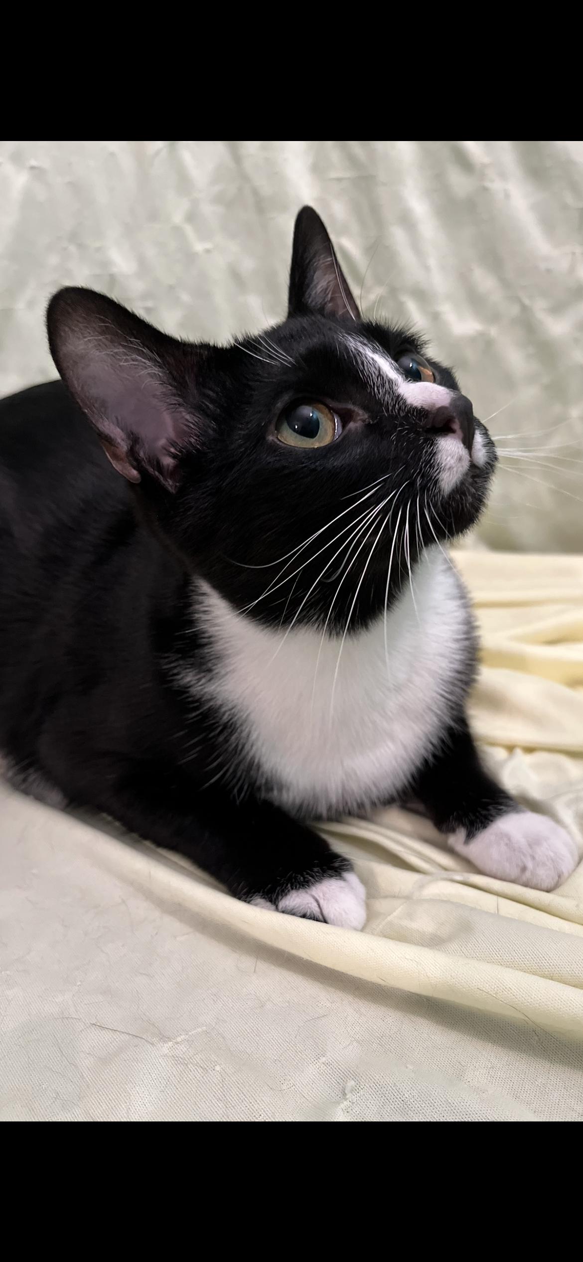 Enlarge Ellsbeth (Hells Bells), a Adoptable Domestic Short Hair in Connelly Springs, NC image 3/6